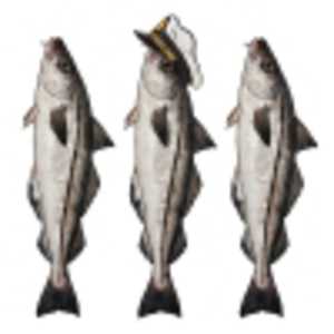 Brewski Haddock Haddock